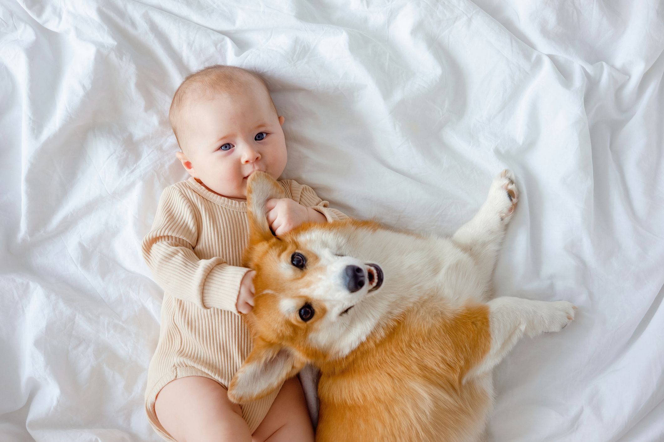 Gossos i nadons. FOTO: istock.com