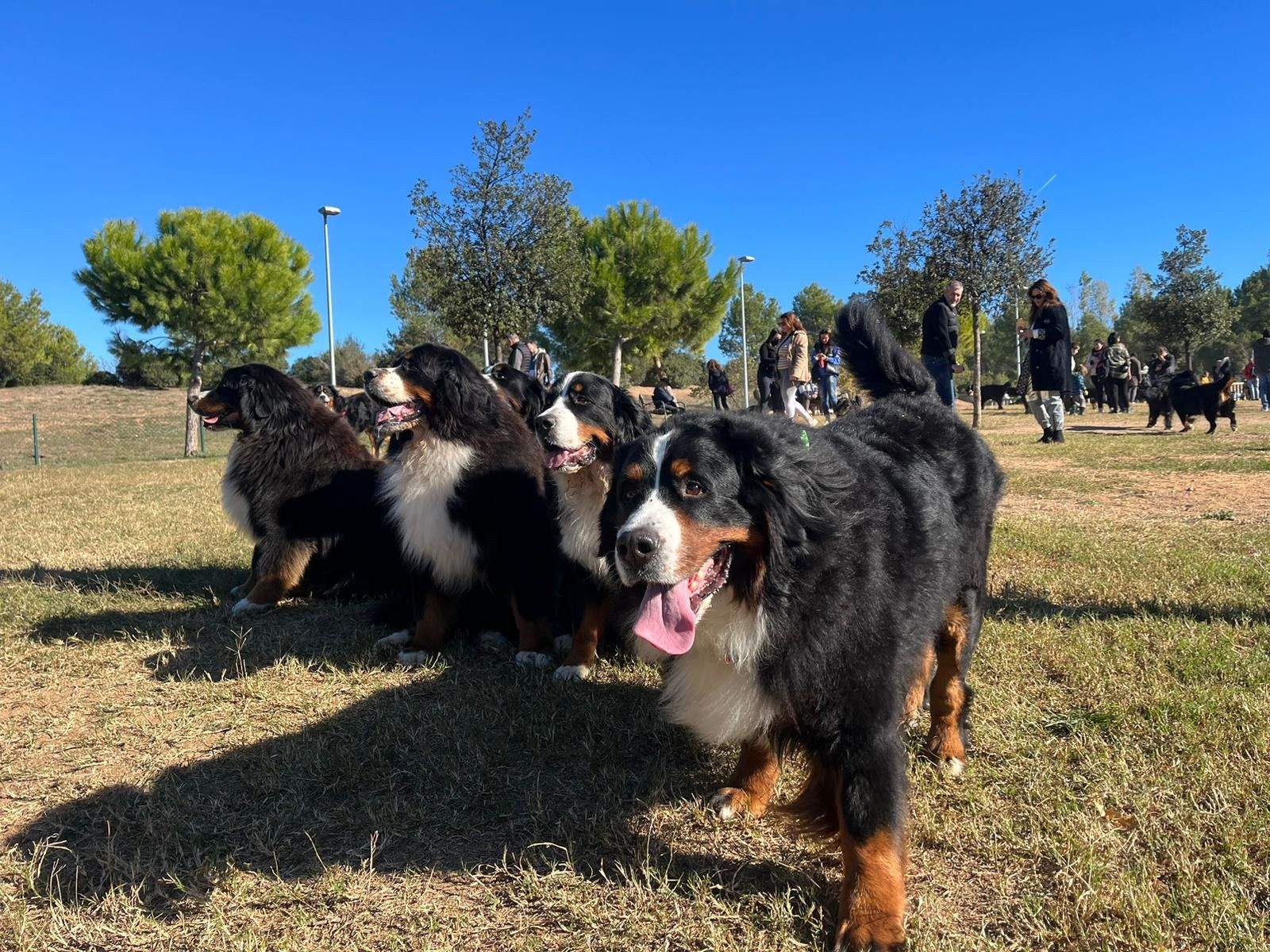 Trobada de bovers de Berna a Sant Cugat FOTO: Cedida