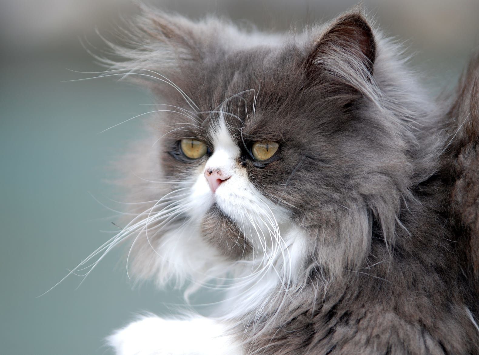 Fotografia adjunta per l'entitat, obra de Pepi Perex