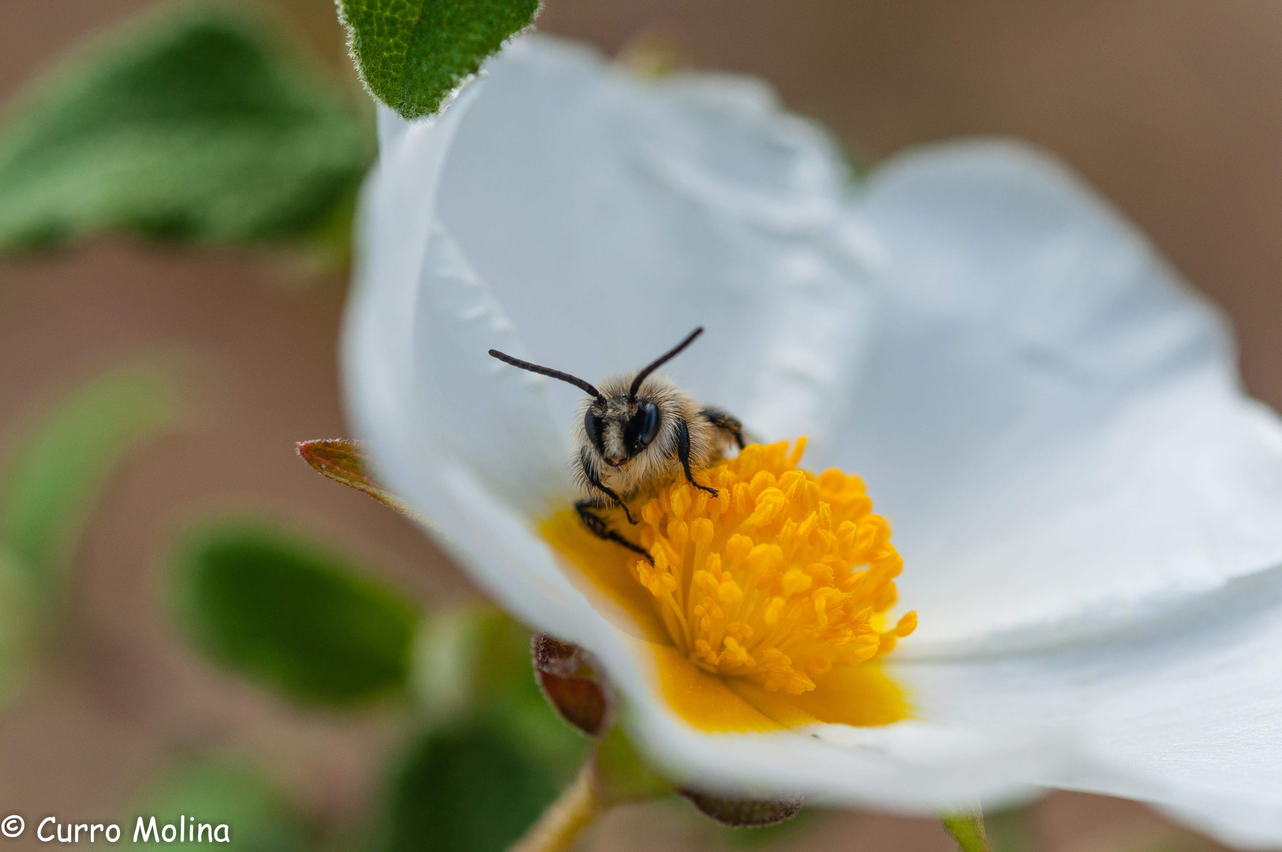 Abella FOTO Curro Molina