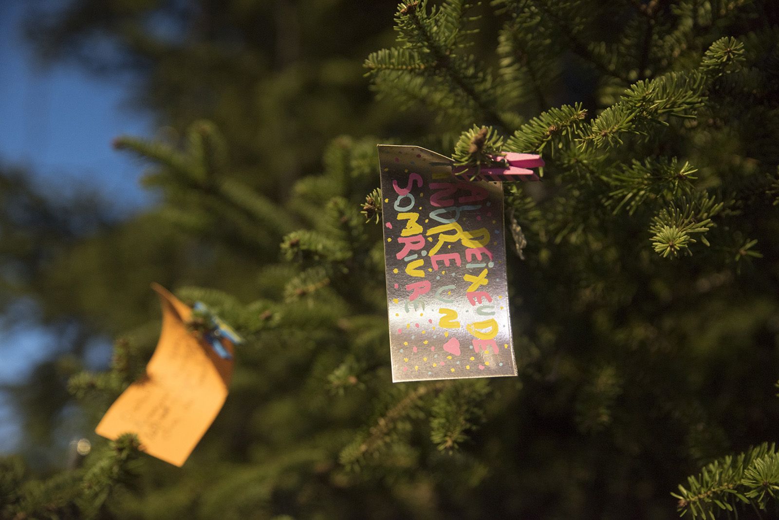Encesa de l'arbre de Nadal de Valldoreix. FOTO: Bernat Millet.