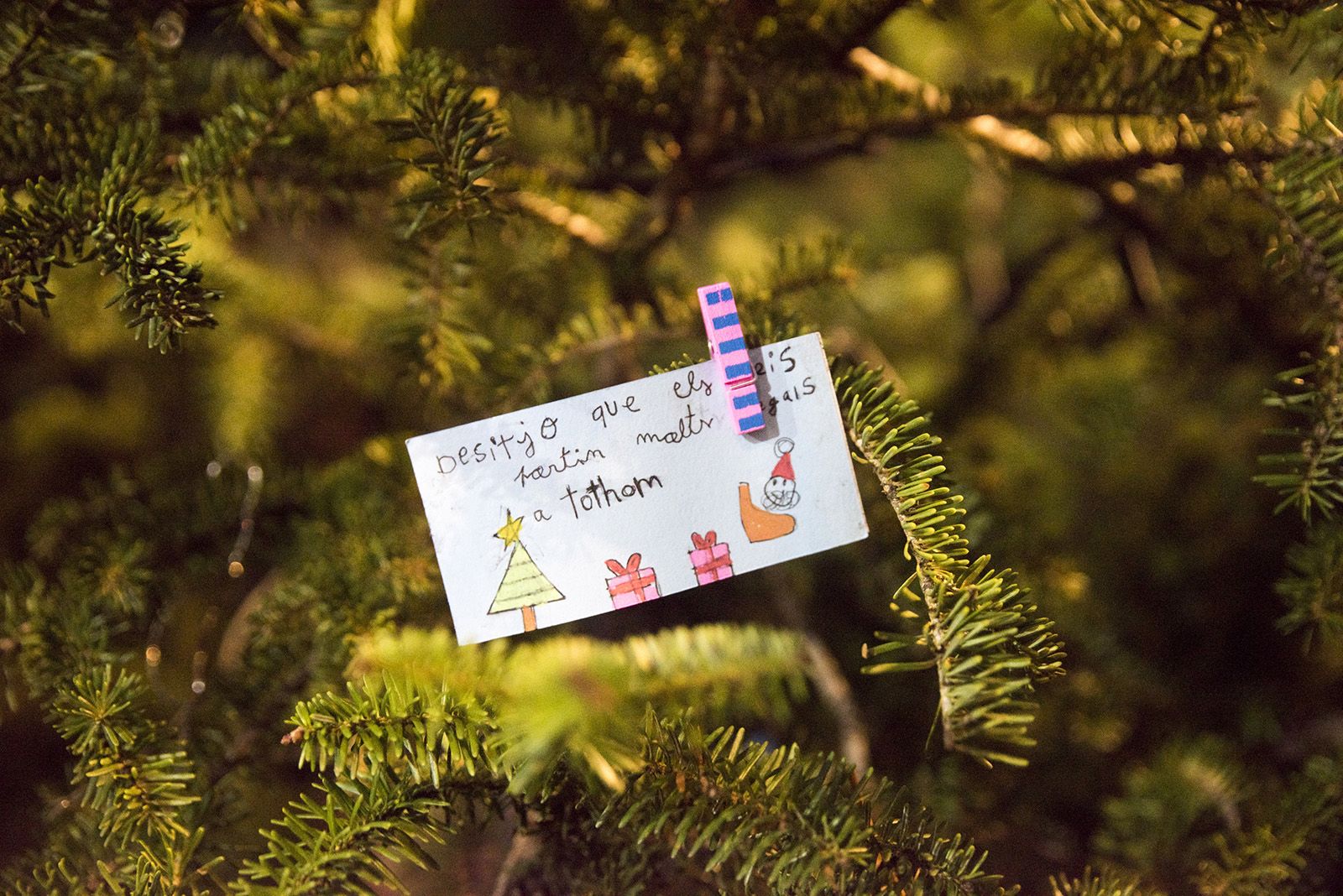 Encesa de l'arbre de Nadal de Valldoreix. FOTO: Bernat Millet.