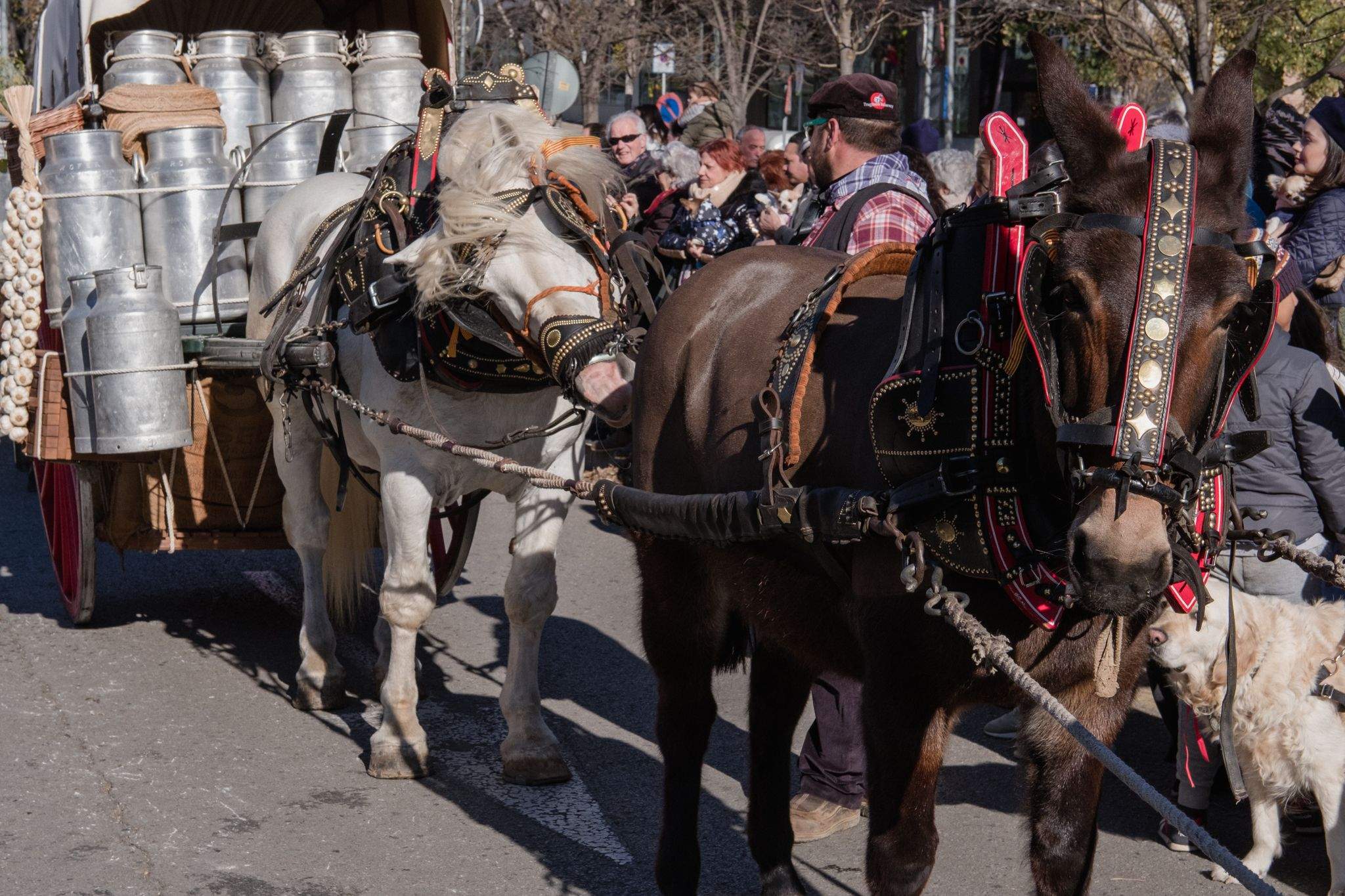 Benedicció de cavalleries al pg. de Francesc Macià. FOTO: Ale Gómez