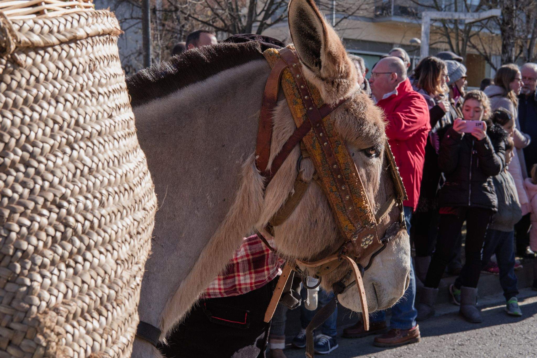 Benedicció de cavalleries al pg. de Francesc Macià. FOTO: Ale Gómez