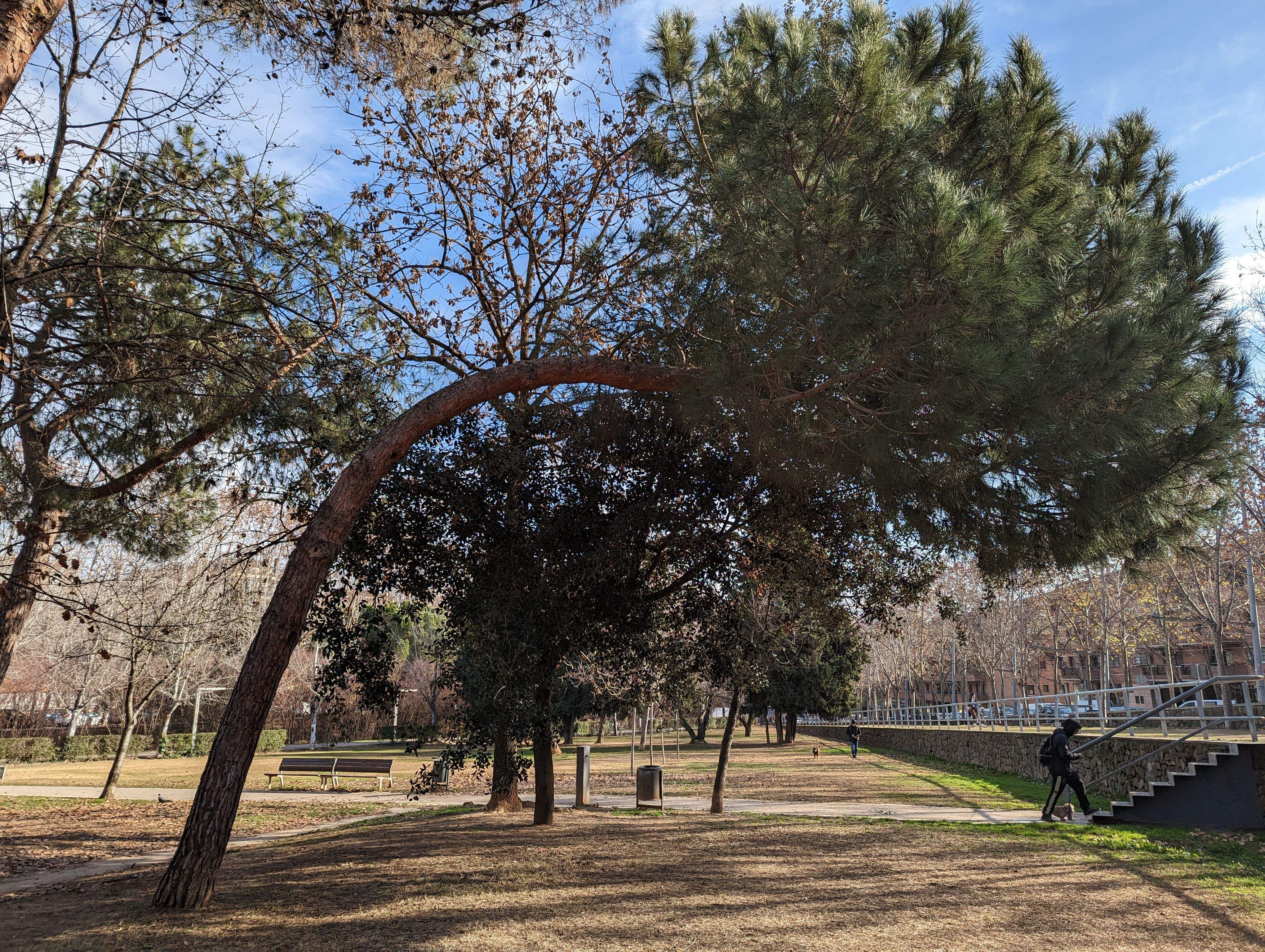 Un arbre del Parc Central. FOTO: Cedida