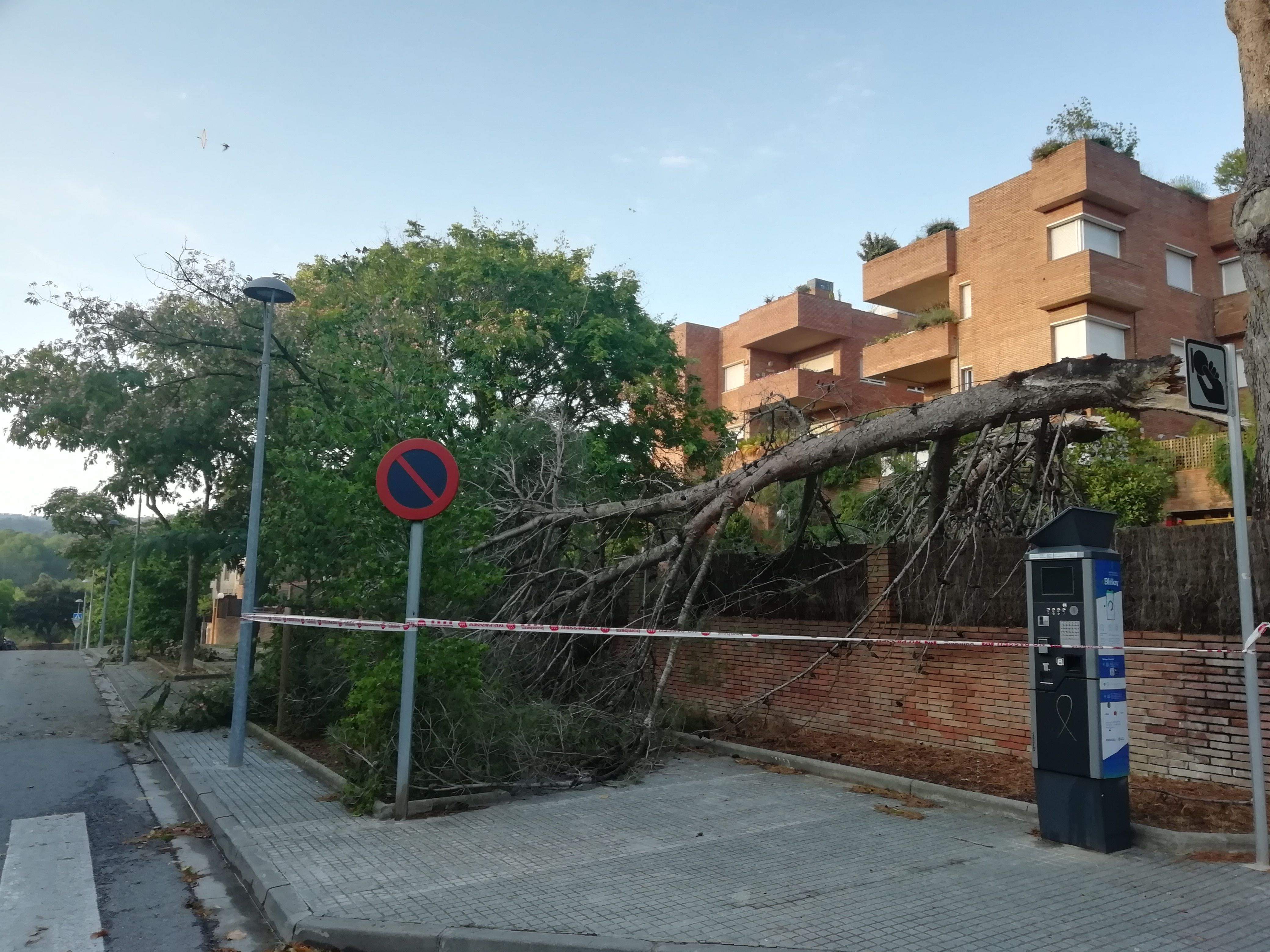 Un arbre caigut per un episodi de vent anterior a Sant Cugat FOTO: Arxiu del TOT