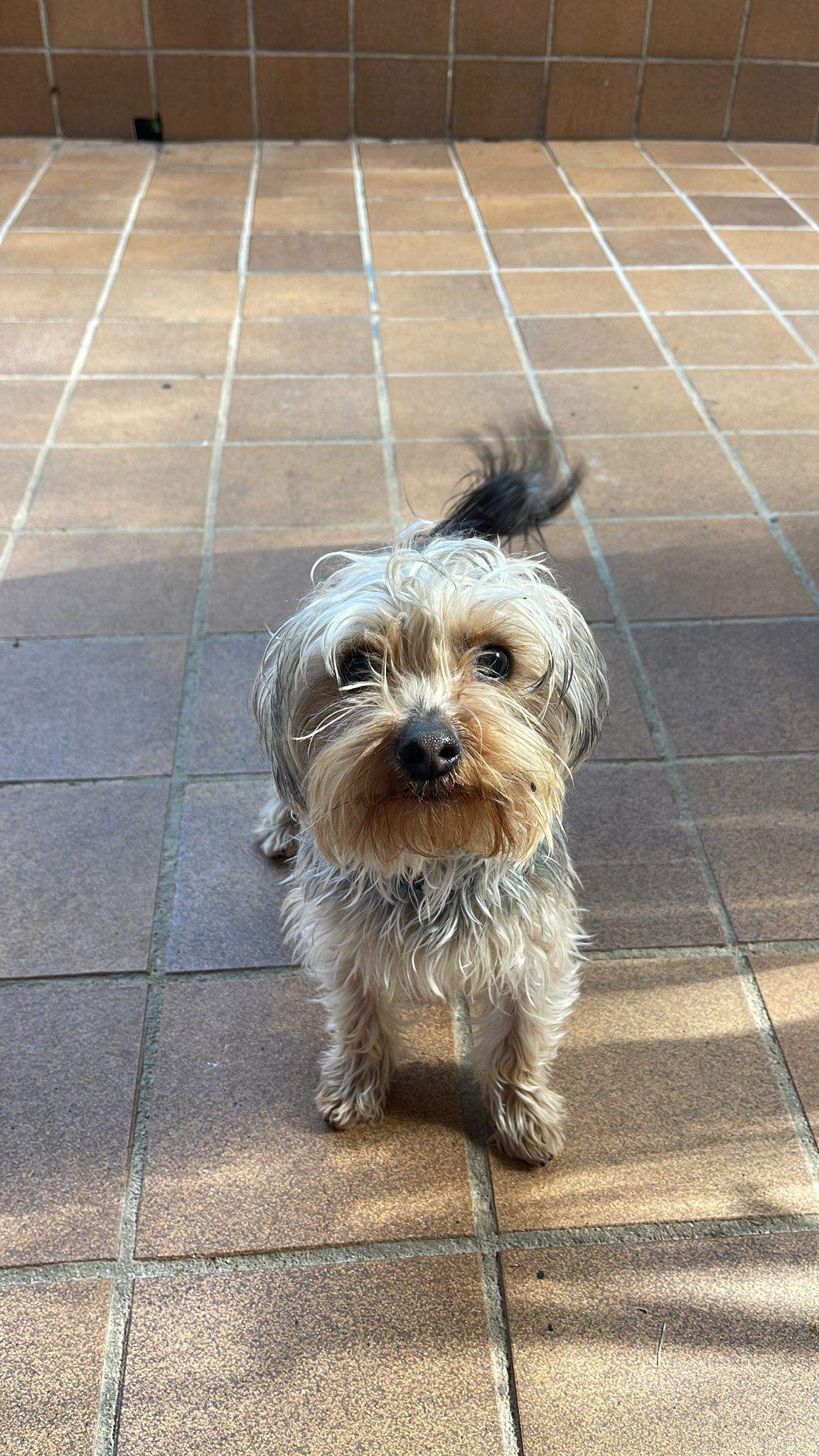 Choco en adopció FOTO Cau Amic