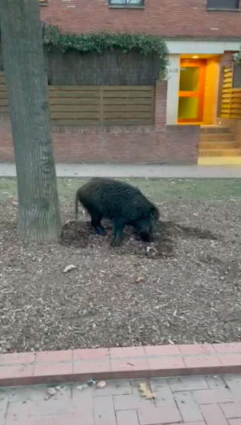 Porc senglar al passeig Gaudí