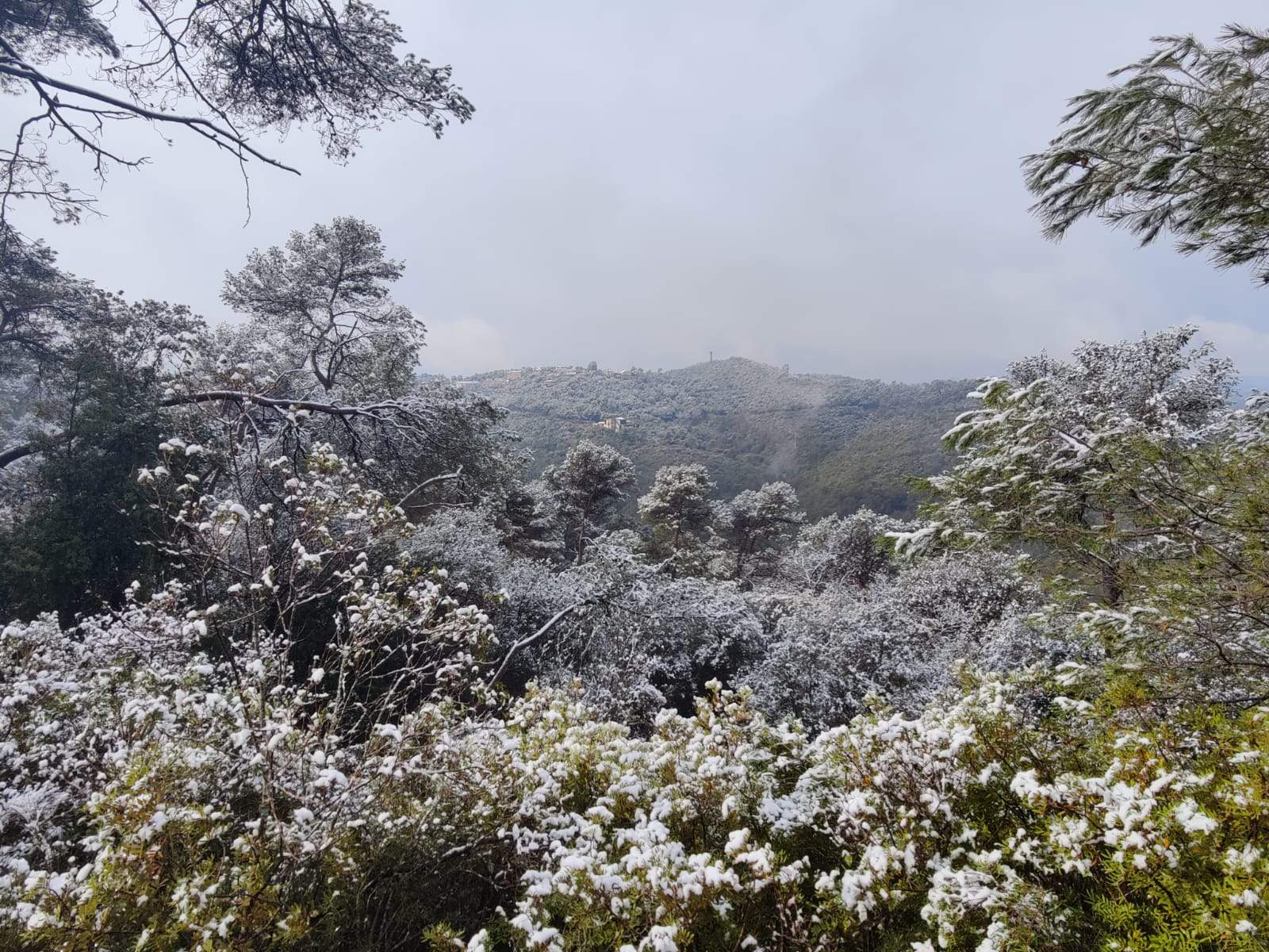 La nevada a Collserol FOTO: Bernat Millet (TOT Sant Cugat)