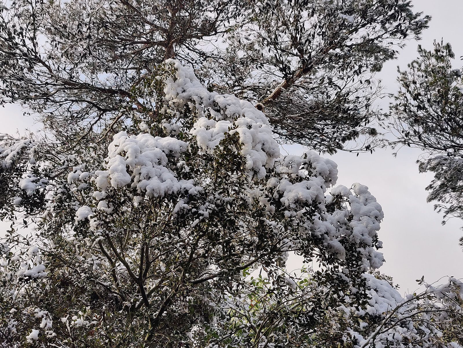 Neva a Sant Cugat febrer 2023. FOTO: Bernat Millet.