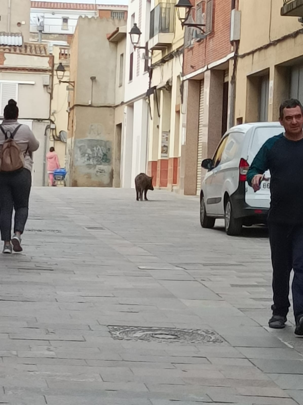 Un senglar pel centre de Sant Cugat. Foto: Cedida