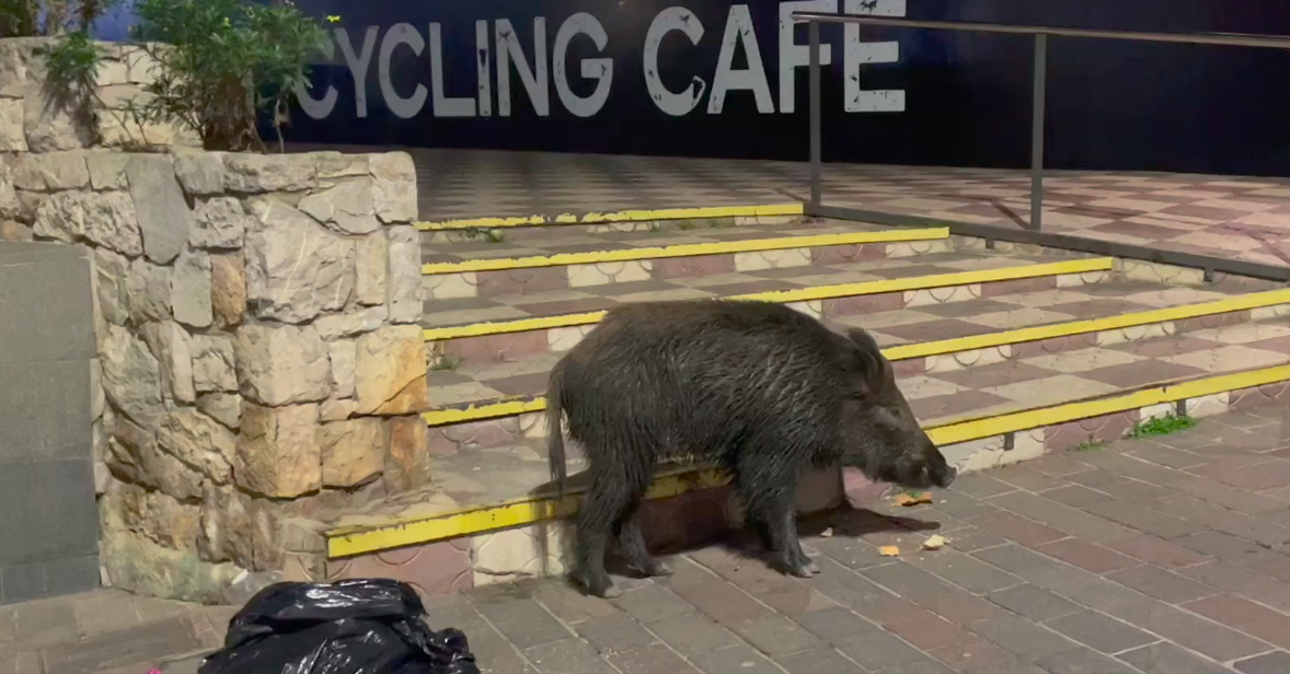 Un senglar es passeja per Sant Cugat