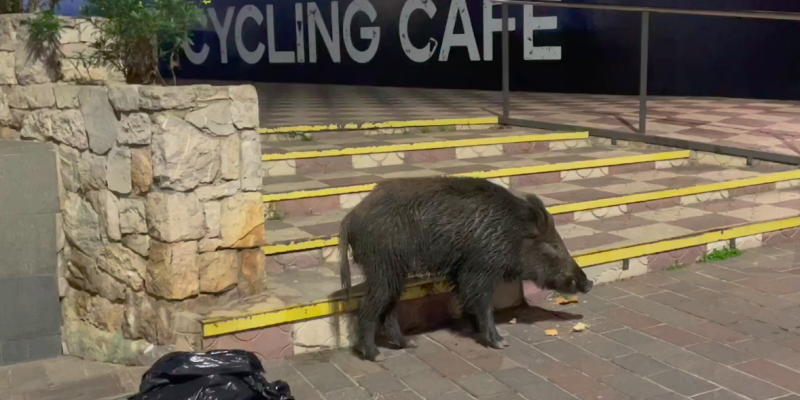 Un senglar es passeja per Sant Cugat