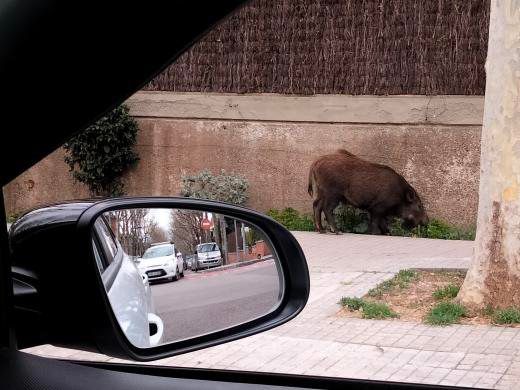 Porc senglar als carrers de Sant Cugat. Foto: Cedida