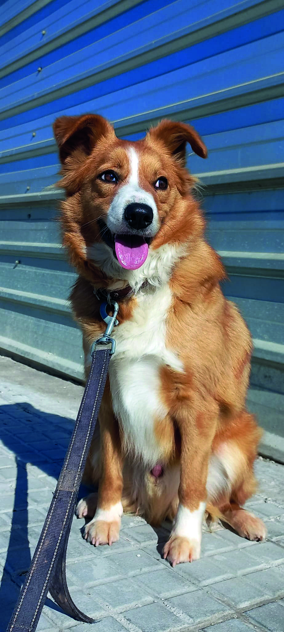 Leo en adopció a El Cau Amic