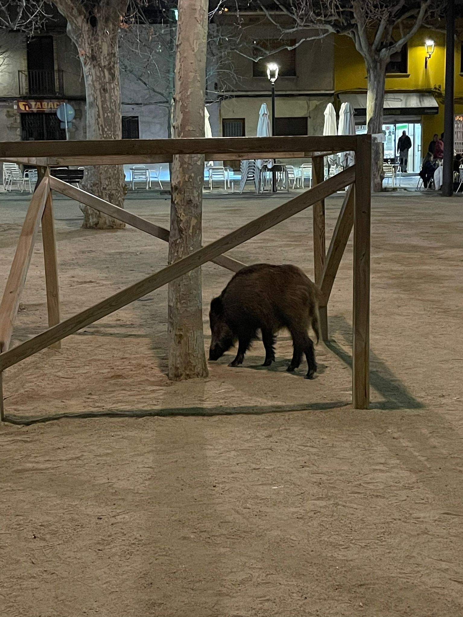Un senglar en la plaça de Barcelona. FOTO: Cedida