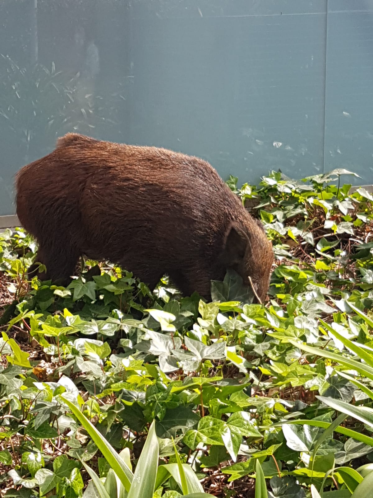 Un senglar pels carrers de Sant Cugat. FOTO: Cedida