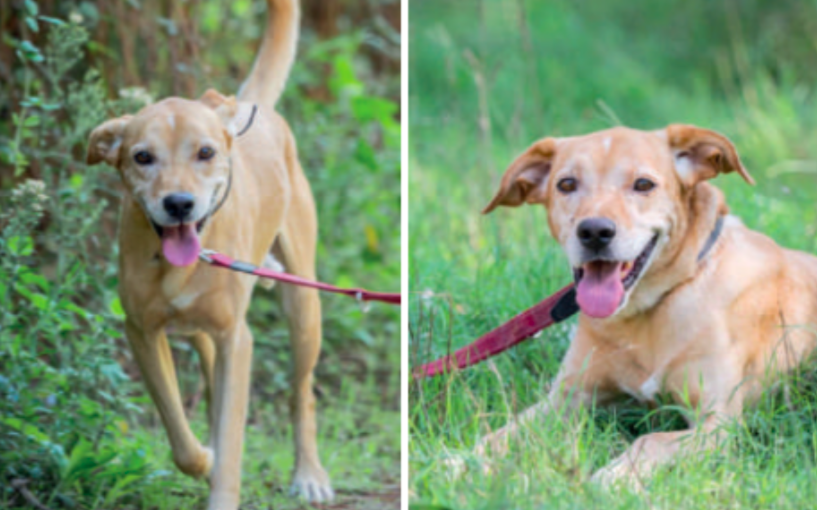Hachi en adopció FOTO Cau Amic