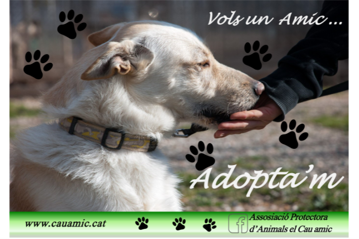 Jornada d'adopció d'El Cau Amic. FOTO: Cedida