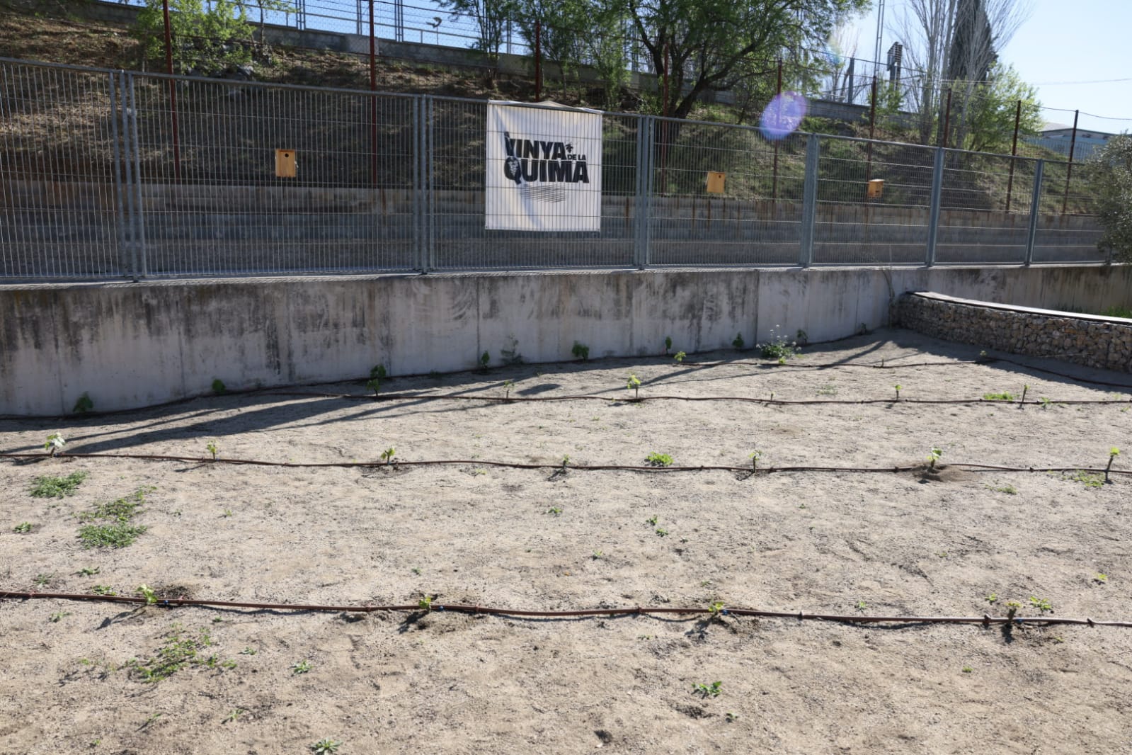 La Vinya de la Quima. FOTO: Ajuntament