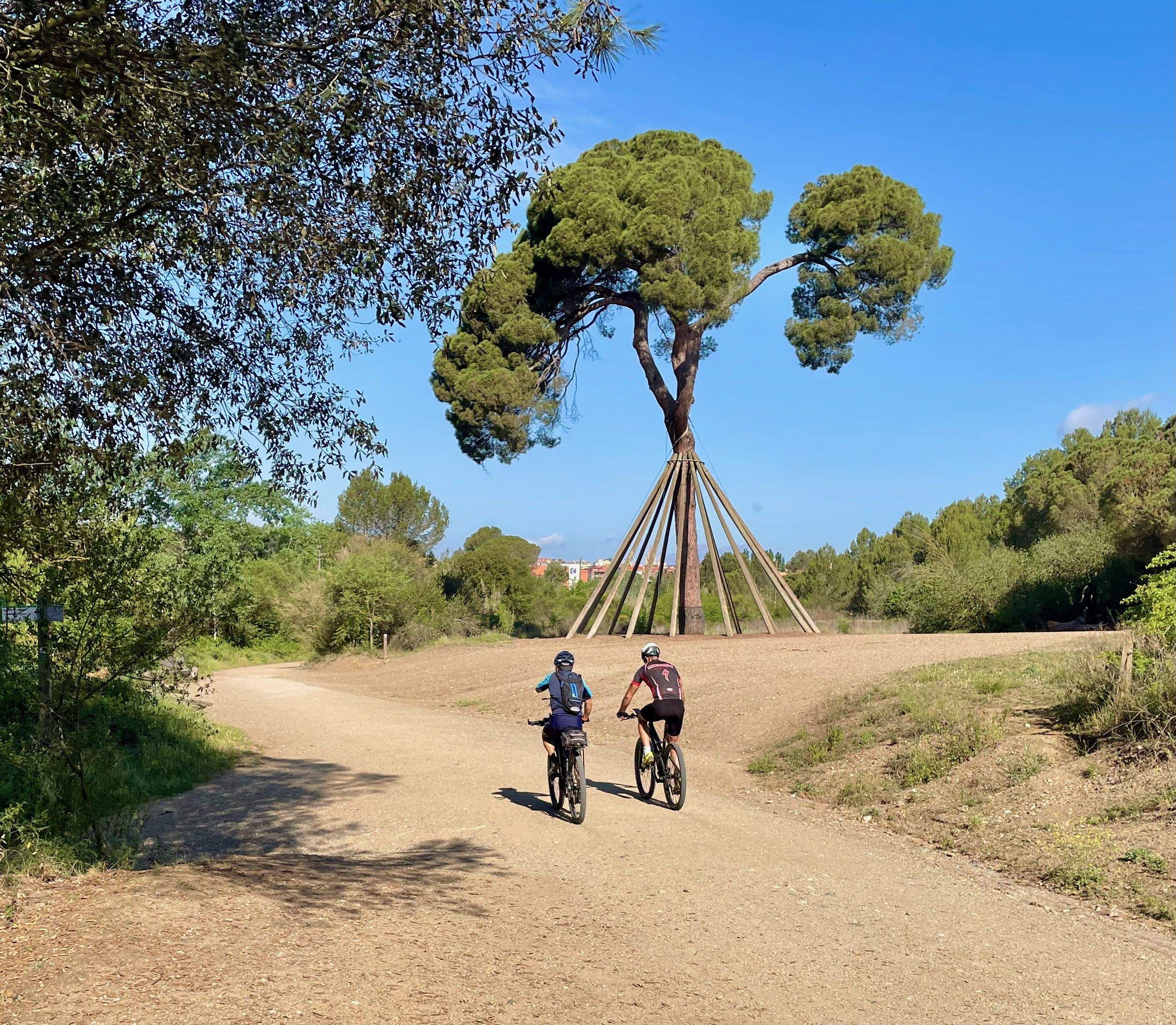 Pi d'en Xandri FOTO: Arxiu