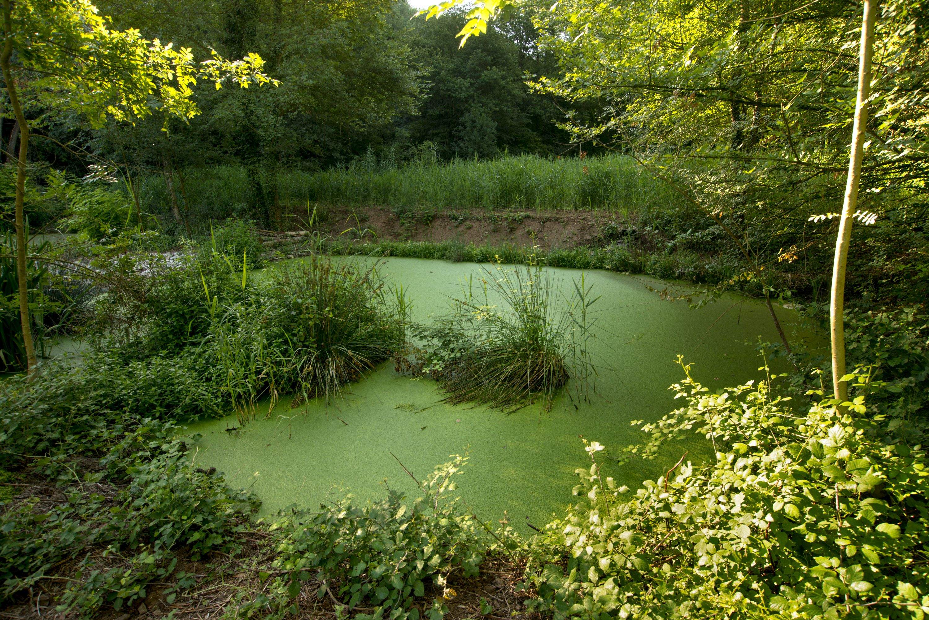 Restauració dels aiguamolls de depuració de Begudà (Sant Joan les Fonts). FOTO: Cedida
