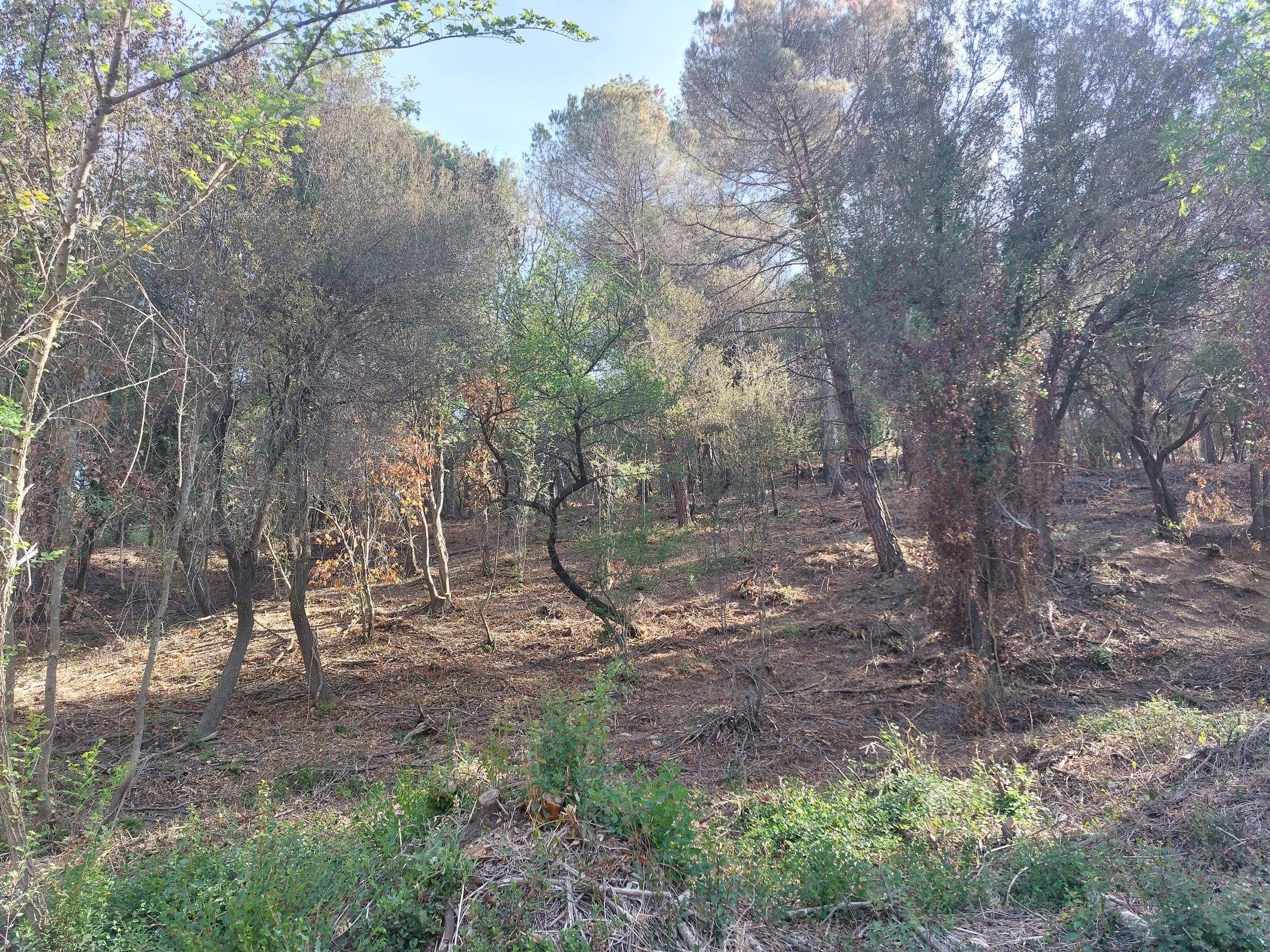 El Parc Natural de Collserola abans de posar en marxa les actuacions del projecte europeu Climark. FOTO: Cedida