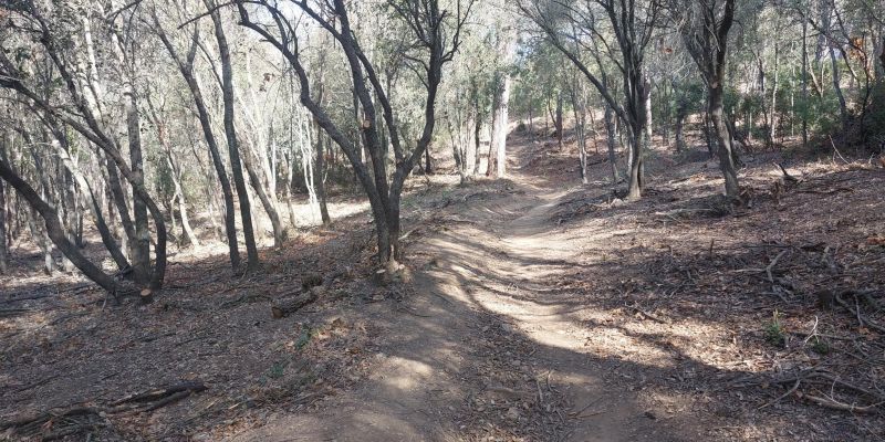 El Parc Natural de Collserola preparat per la prevenció dels incendis després de les actuacions del Projecte Climark. FOTO: Cedida