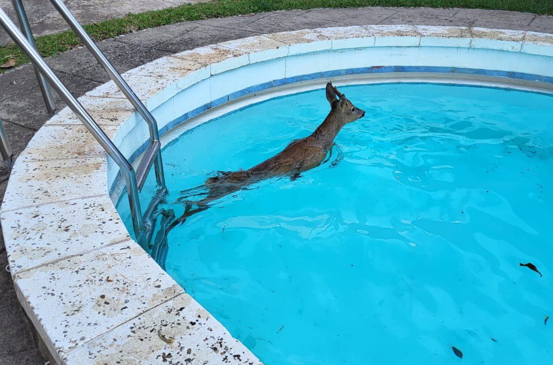 El cabirol rescatat d'una piscina de Valldoreix FOTO: EMD
