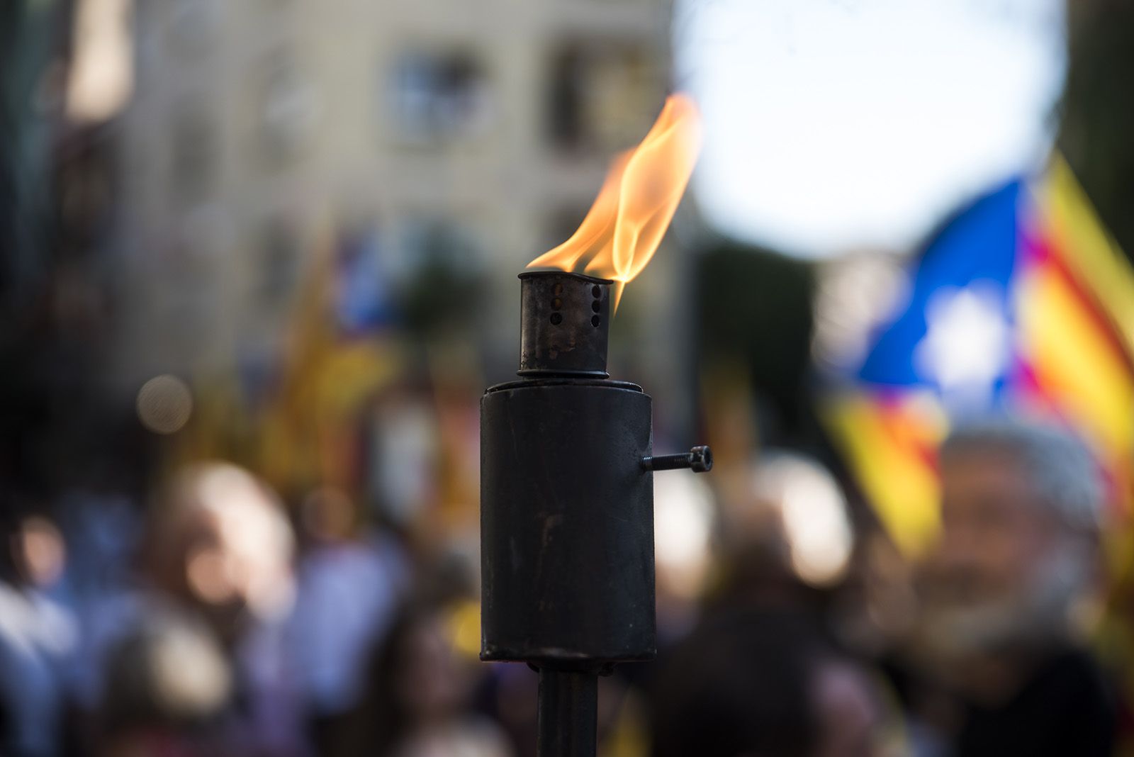  Cercavila amb canyes per a la foguera. FOTO: Bernat Millet.
