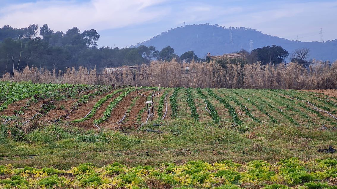 La Rural de Collserola FOTO: Cedida