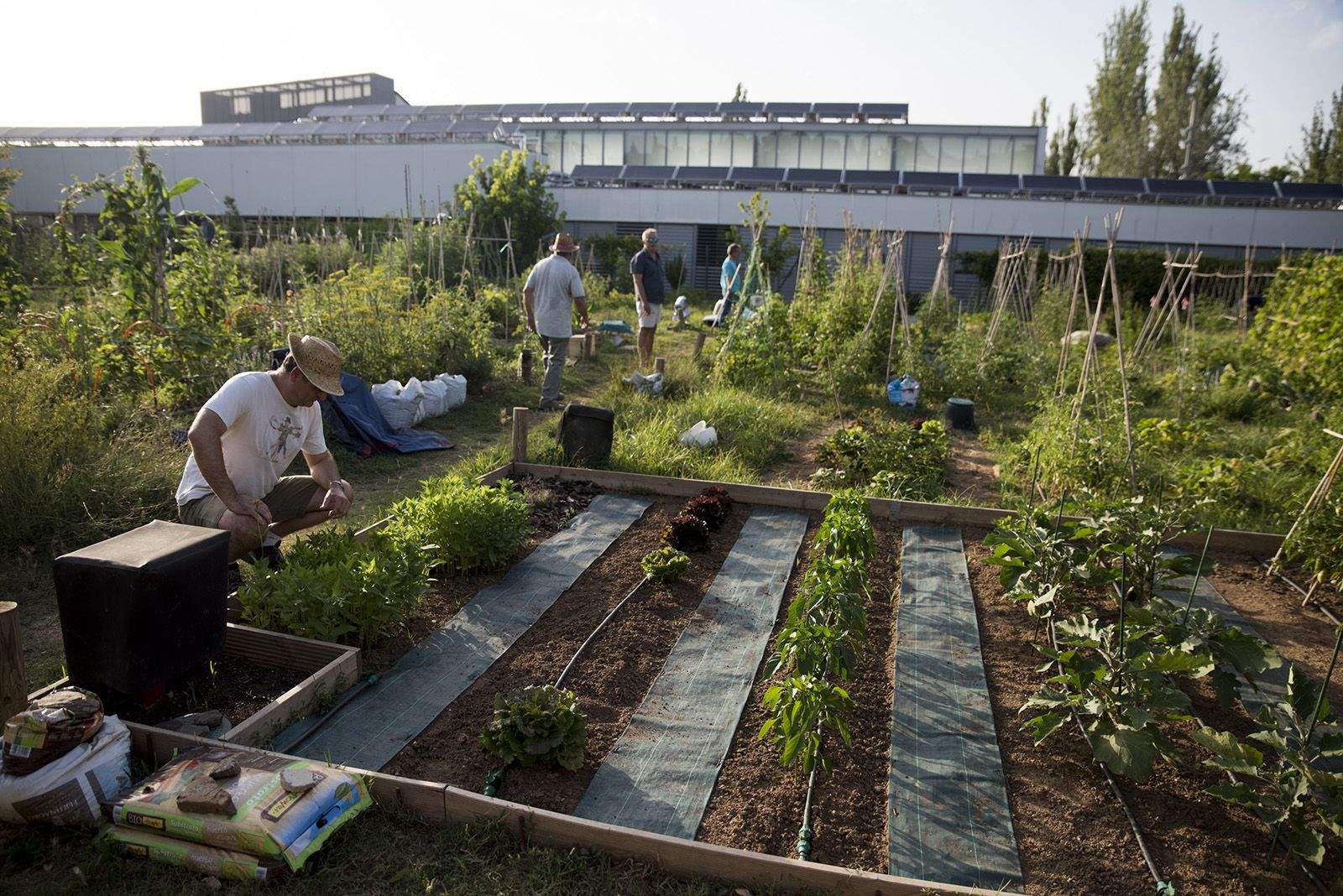 Portes obertes a l'hort de Mira sol. FOTO: Bernat Millet.