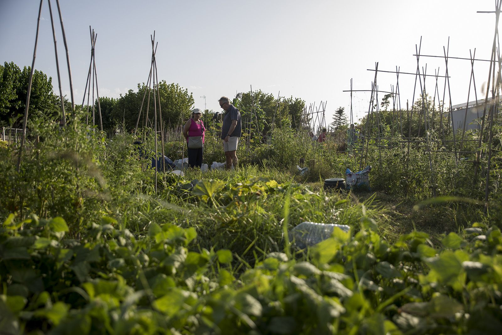 Portes obertes a l'hort de Mira sol. FOTO: Bernat Millet.