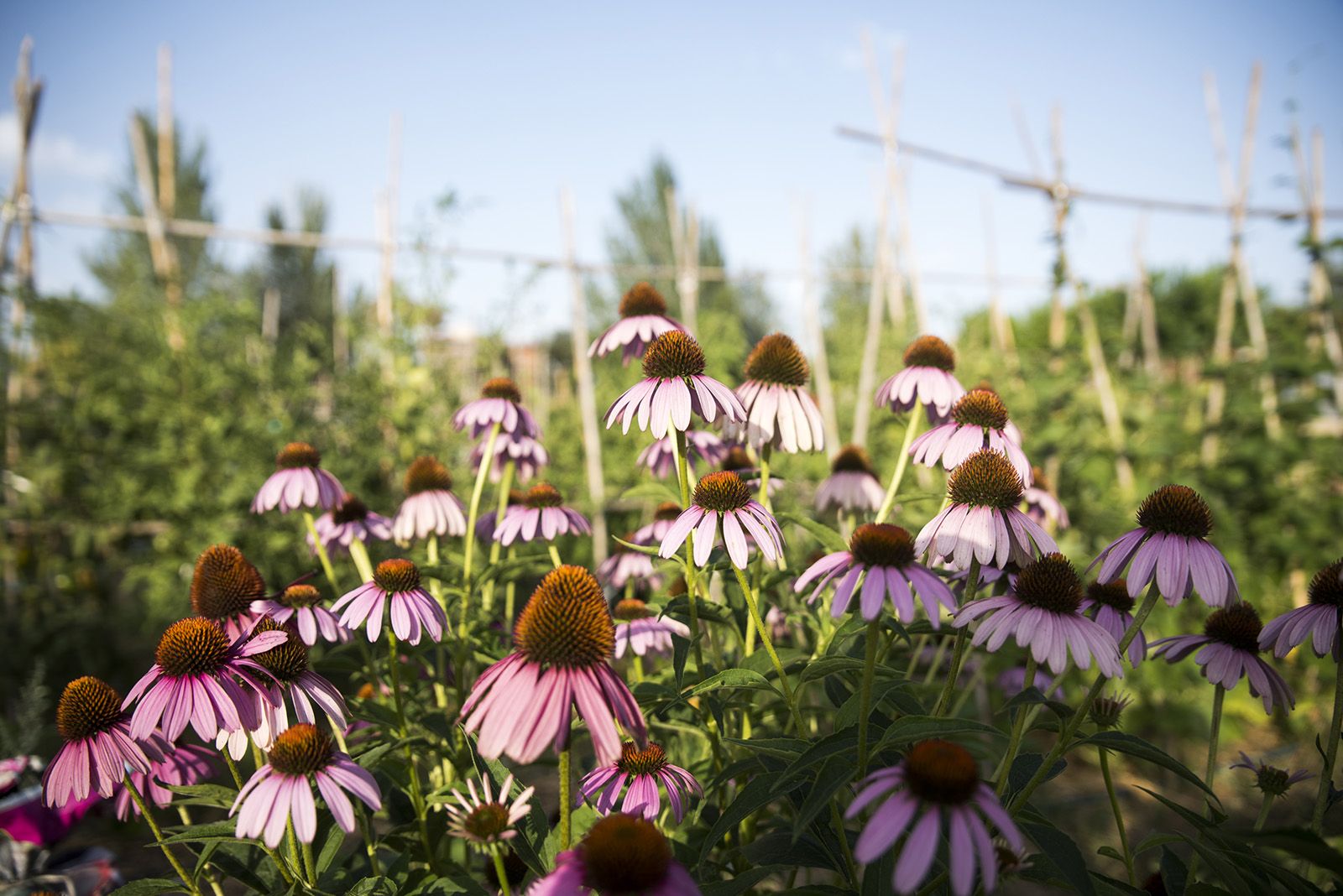 Portes obertes a l'hort de Mira sol. FOTO: Bernat Millet.