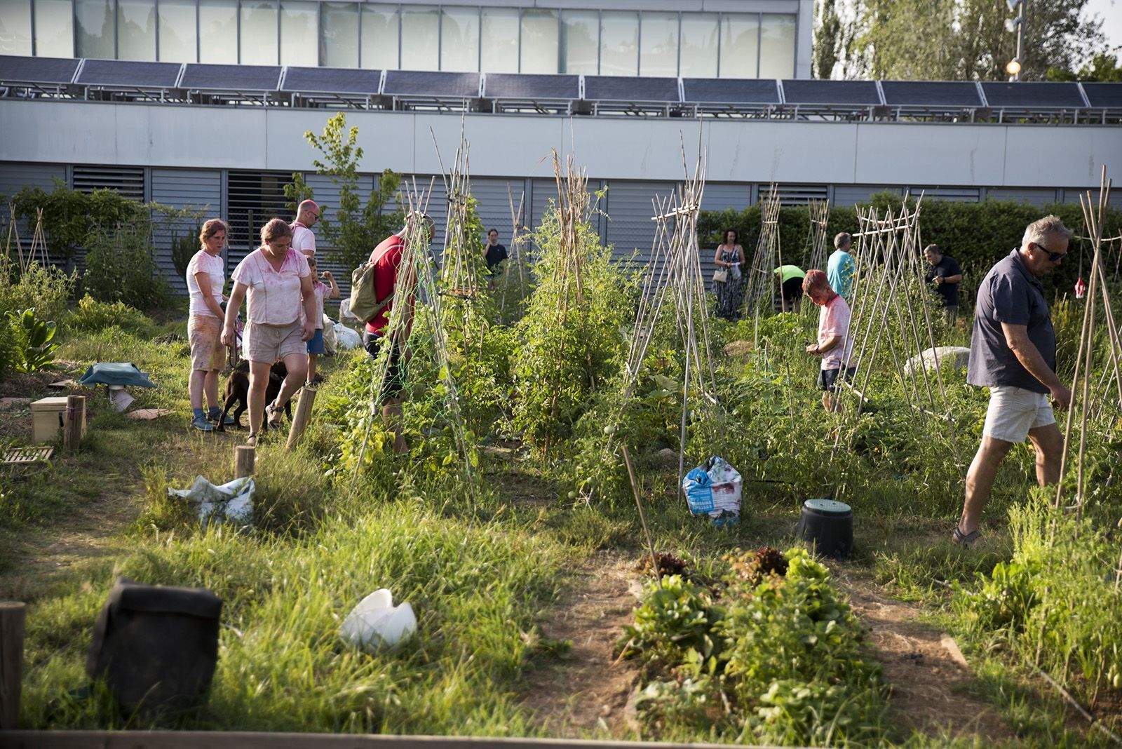 Portes obertes a l'hort de Mira sol. FOTO: Bernat Millet.