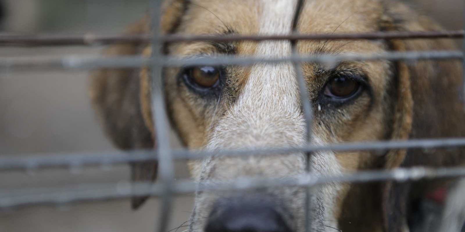 La ciutat té un protocol per a animals perduts o abandonats. FOTO: Arxiu TOT