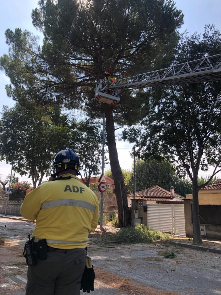 Bombers, ADF i Protecció Civil van participar en la tala de l'arbre FOTO: ADF
