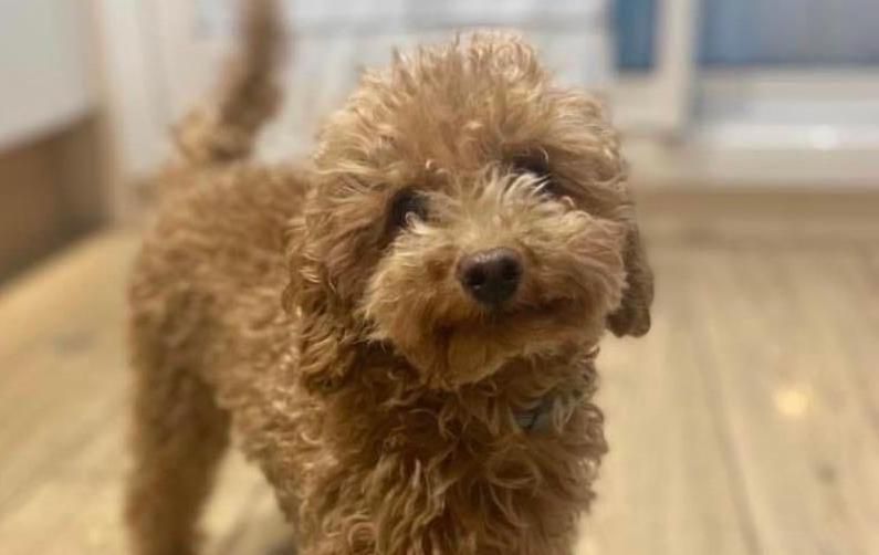 El gos es va perdre per la zona del Parc Central. FOTO: Cedida