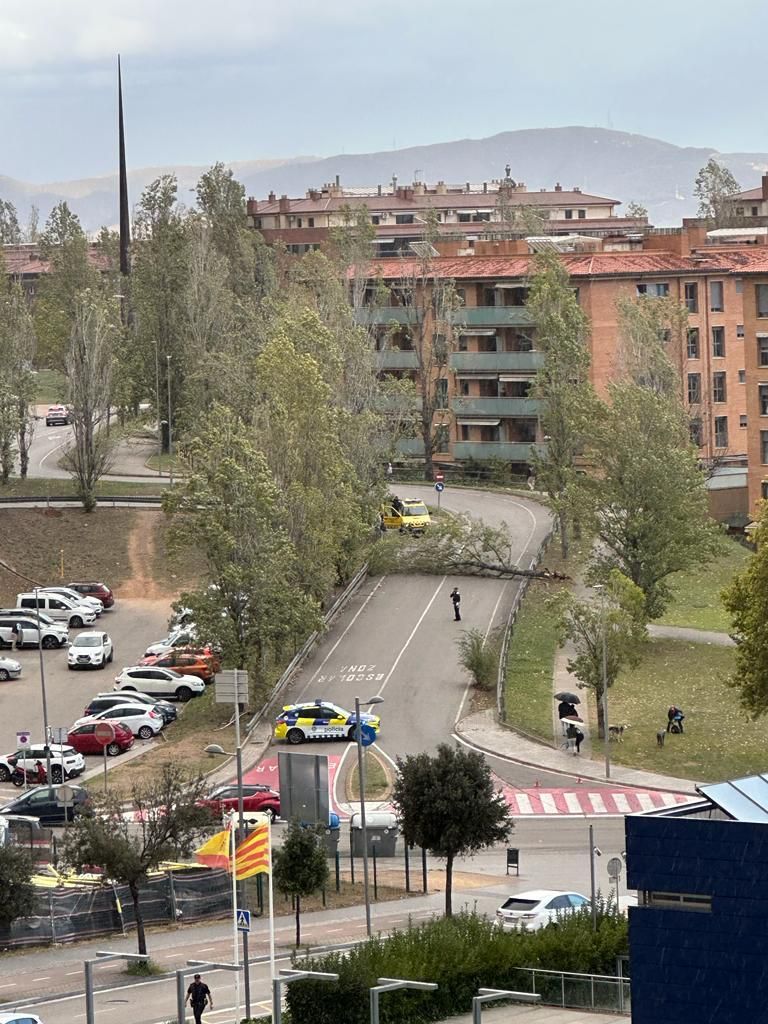 Arbre caigut a Sant Cugat. FOTO: cedida