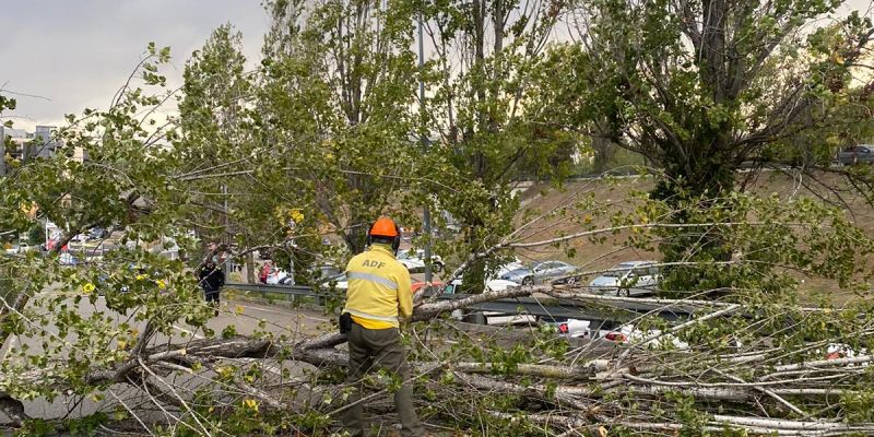 Carretera tallada per l'arbre caigut. FOTO: cedida