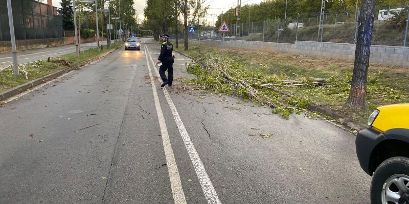 Arbre caigut a Mira-sol. FOTO: cedida