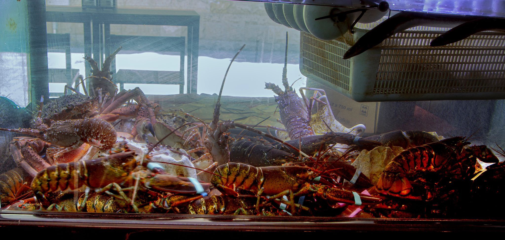 Peixera de marisc a La Cuina San Telmo. FOTO: Cedido