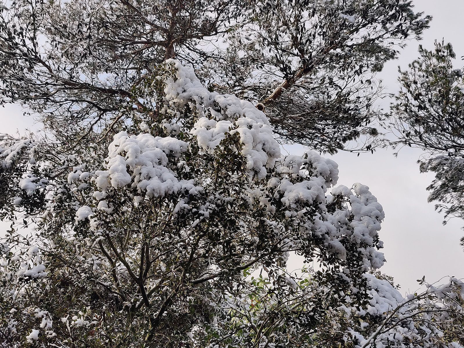 La neu va cobrir Sant Cugat el febrer del 2023. FOTO: Bernat Millet