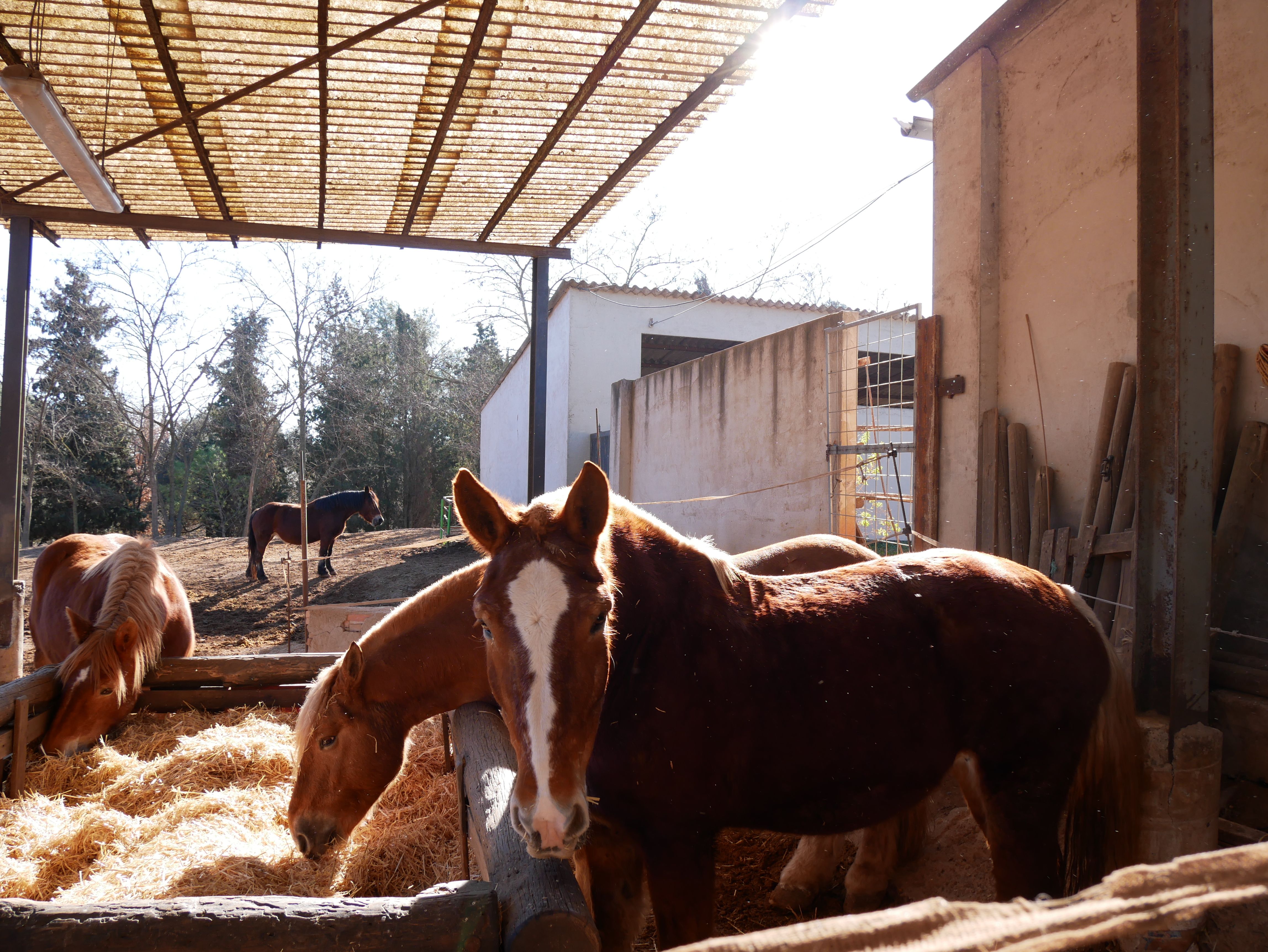 Al fons, Porro, el nou cavall que porta el Sant Antoni i Nina, l'euga que enguany es jubila. FOTO: TOT