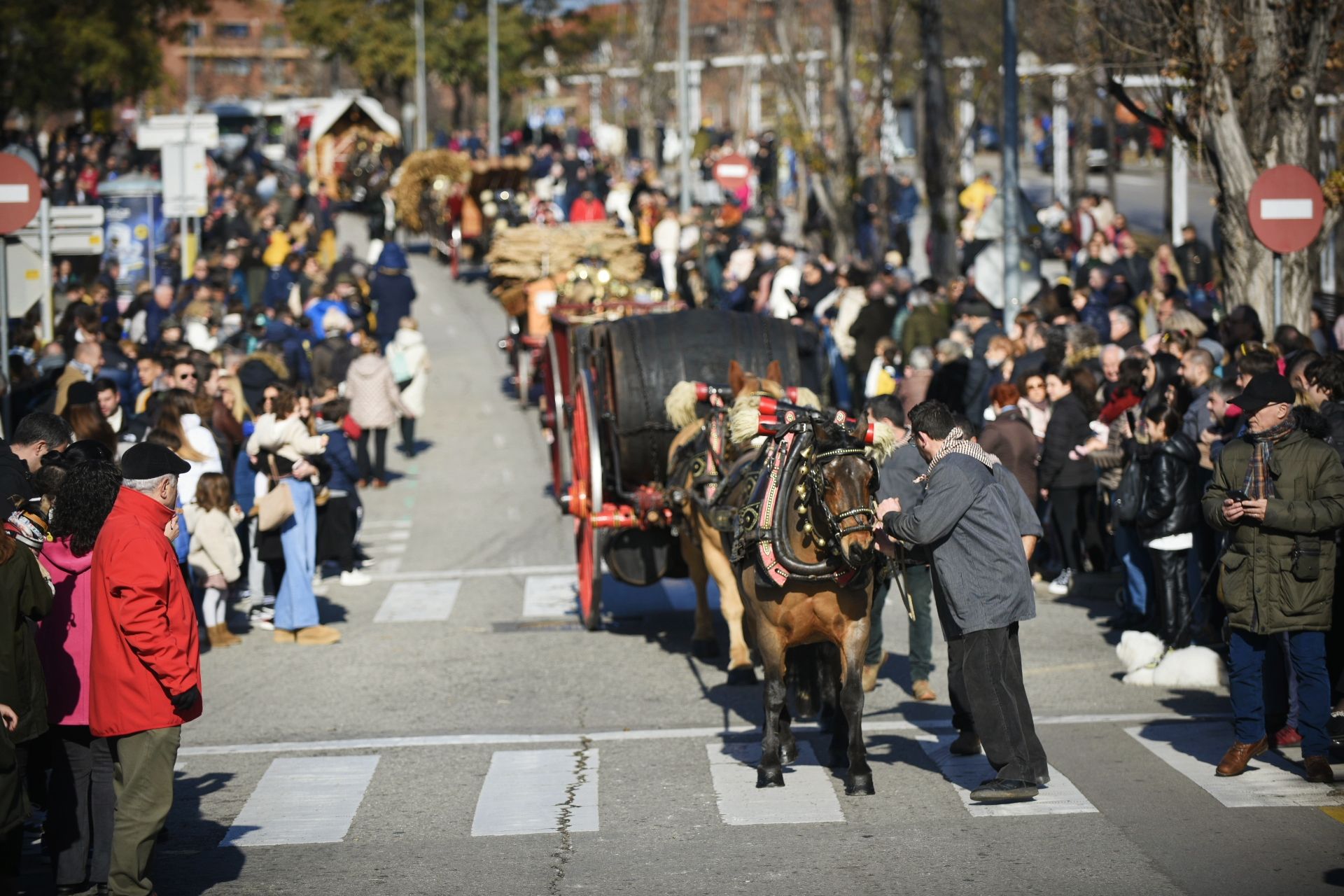 La Rua dels Tres Tombs durant Sant Antoni Abat 2024. FOTO: Bernat Millet