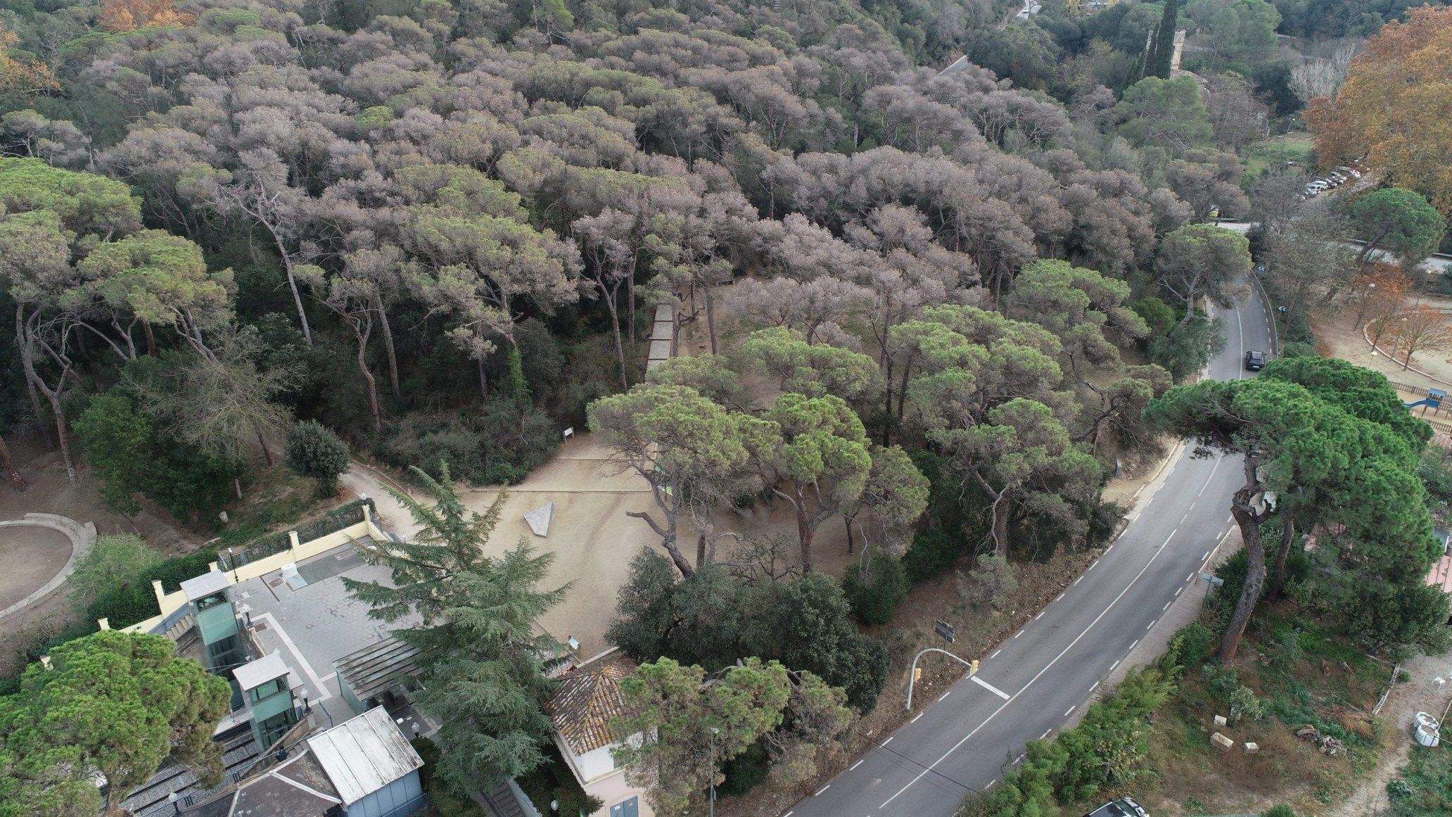 Estat de la pineda del Baixador de Vallvidrera FOTO: Parc Natural de Collserola