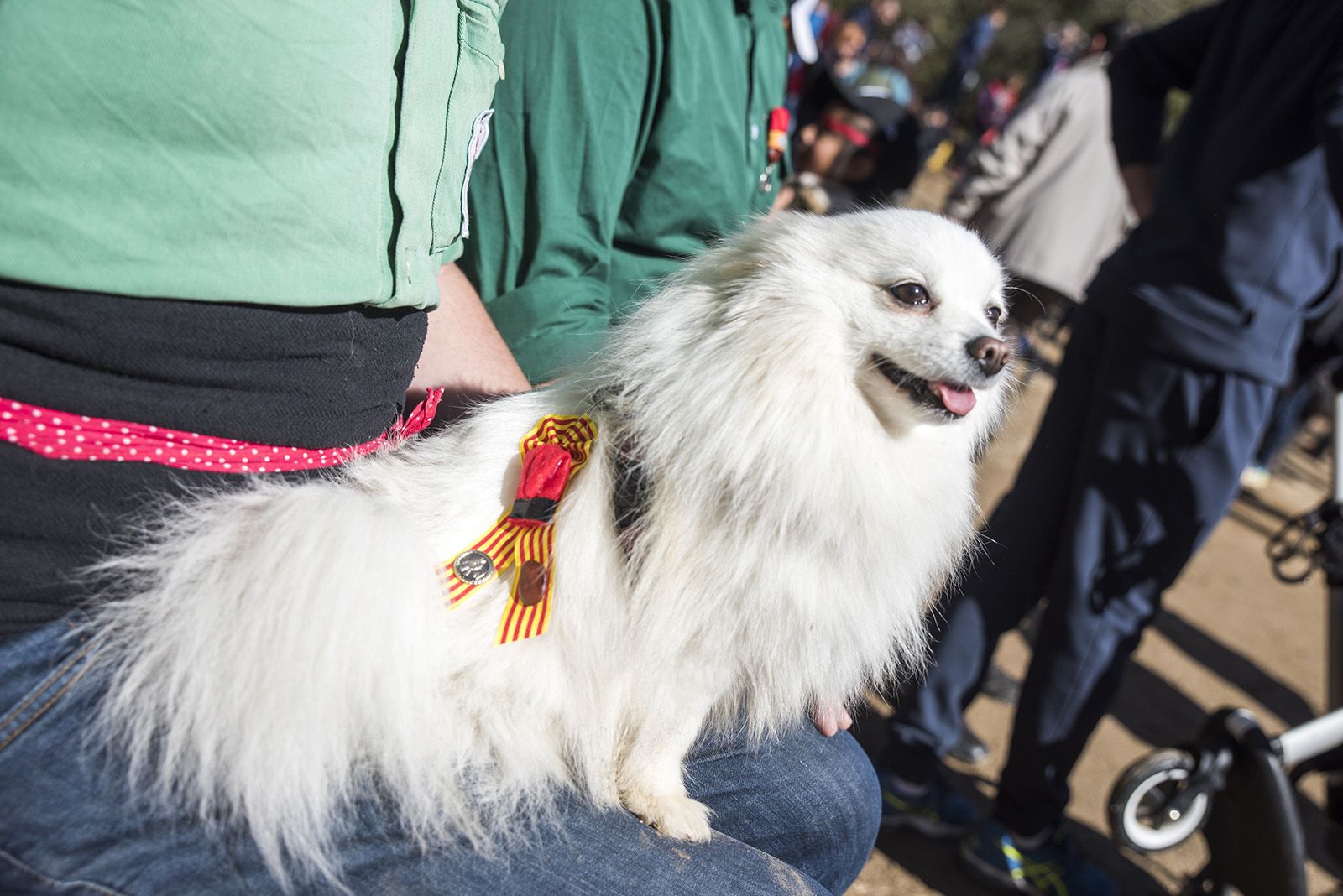 Sant Medir 2024. FOTO: Bernat Millet.