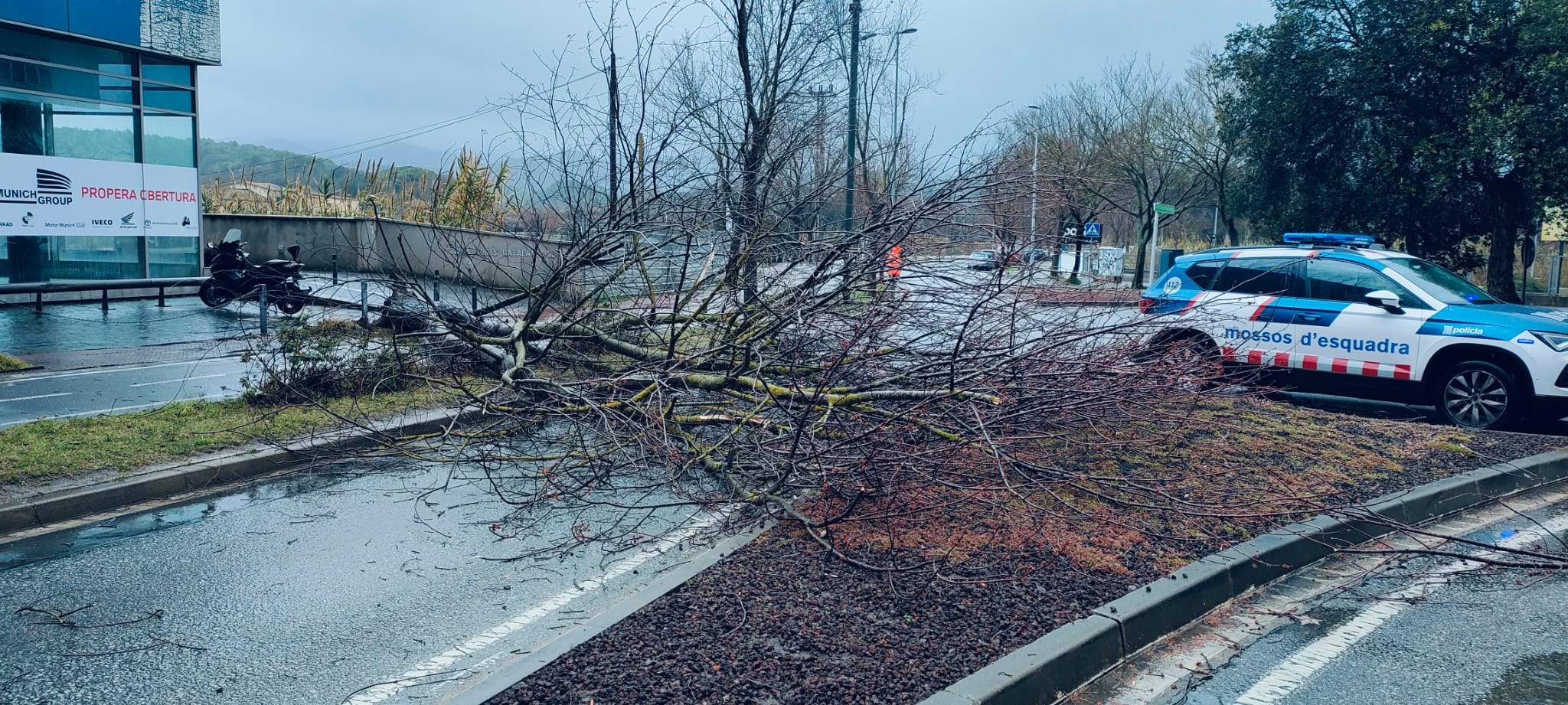 Un arbre caigut a l'avinguda de les Corts Catalanes FOTO: Protecció Civil Sant Cugat