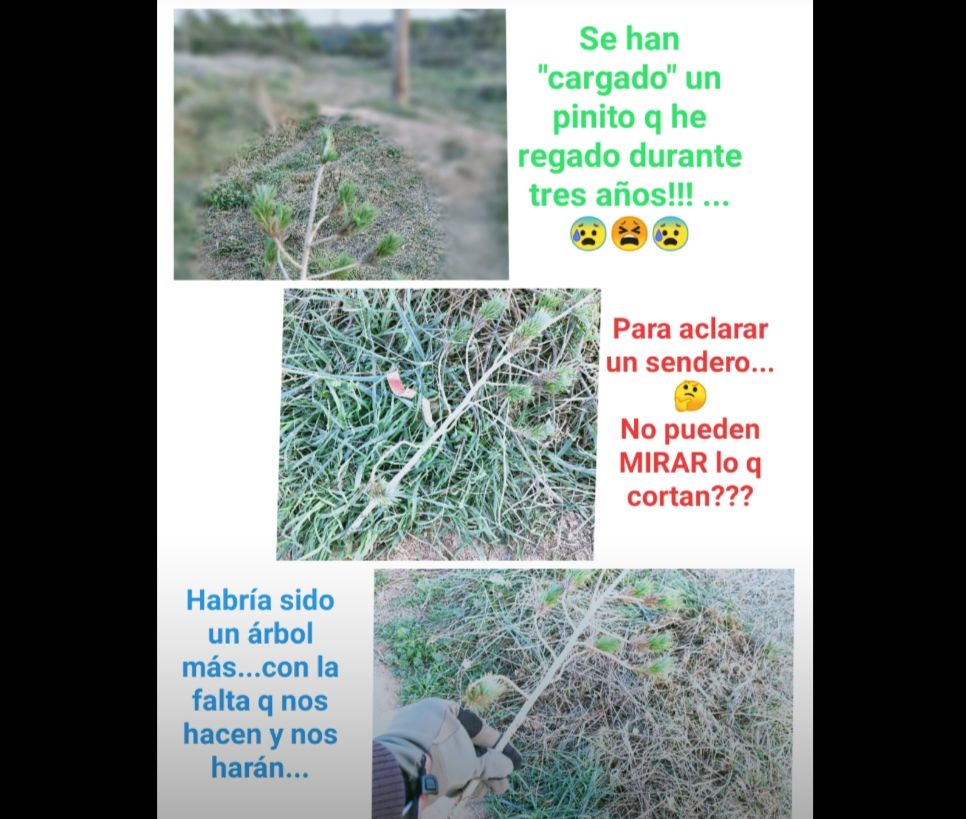 Un pinet ha sigut arrasat en tallar les herbes per obrir pas FOTO: Lou Clover