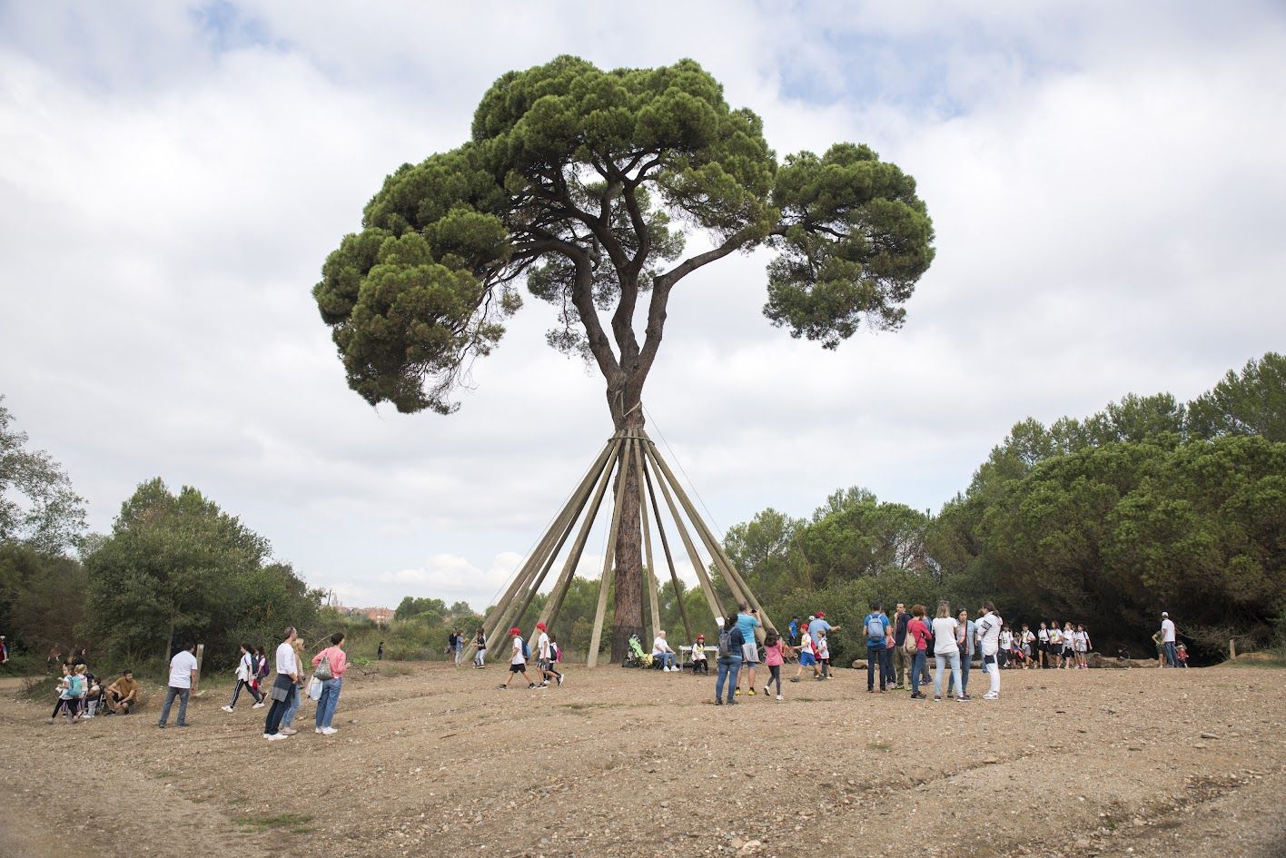 El Pi d'en Xandri FOTO: TOT Sant Cugat